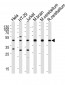 GLUL Antibody (N-term)